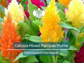 50 Seeds Celosia Mixed Pampas Plume Flower Seeds, Non-GMO, Vibrant Colors, Cut & Dried Flowers, Garden, Decorative Blooms, Perennial
