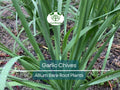 25 Garlic Chives Live Plants – Bare Root Allium Tuberosum Herb for Garden or Container, Edible, Perennial, Pollinator-Friendly