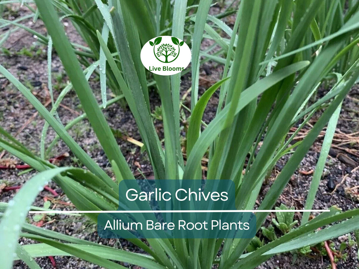 25 Garlic Chives Live Plants – Bare Root Allium Tuberosum Herb for Garden or Container, Edible, Perennial, Pollinator-Friendly