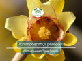 10 Seeds Chimonanthus Praecox Wintersweet Tree – Fragrant Winter Blooming Ornamental Plant for Landscaping