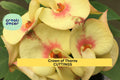 Rooted Crown of Thorns 'Chloe' Succulent Cutting | Euphorbia milii Thai Hybrid | Indoor & Outdoor Flowering Plant