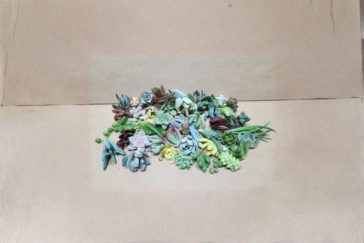 Assorted Succulent Cuttings - 25 Live Unrooted Mixed Varieties for Propagation & Indoor Garden