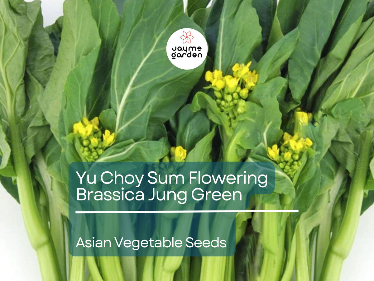 500mg Yu Choy Sum Seeds - Brassica rapa var. parachinensis, Edible Green Vegetable for Stir-Fries & Gardening