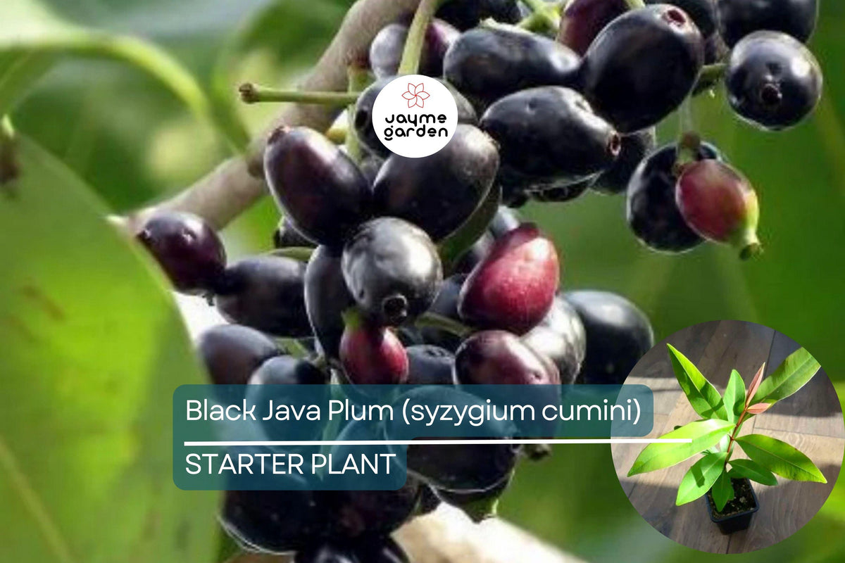 Black Java Plum Tree - Live 1’-2’ Syzygium cumini Tropical Fruit Tree for Culinary & Medicinal Use
