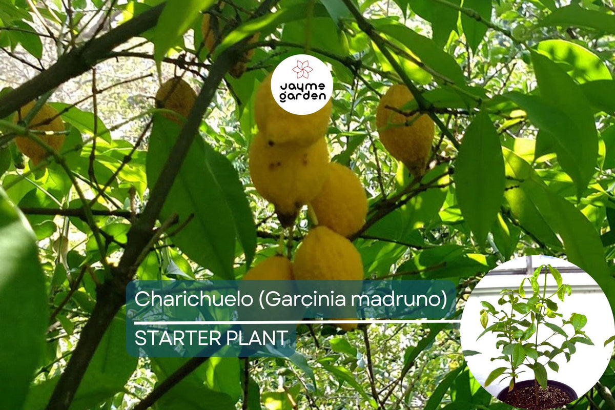 Bumpy Lemon Garcinia madruno Starter Plant | Tropical Fruit Tree with Citrus-Like Fruit | 12-24 Inches Tall