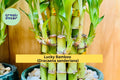 Lucky Bamboo Plants 4-Inch Live Stalks Dracaena sanderiana Indoor Feng Shui Decor Gift