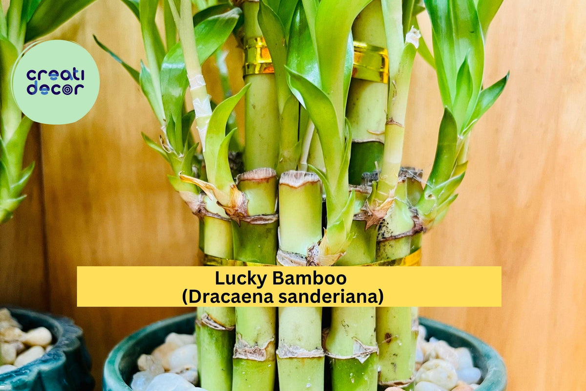 Lucky Bamboo Plants 4-Inch Live Stalks Dracaena sanderiana Indoor Feng Shui Decor Gift