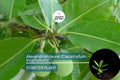 Ball Nut Tree Live Plant 12-24" | Alexandrian Laurel | Tropical Evergreen with Fragrant Flowers & Tamanu Oil Source