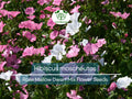 40 Seeds Rose Mallow Dwarf Mix – Hibiscus moscheutos Perennial Flower, Colorful, Compact, Pollinator Attracting, Water-Loving