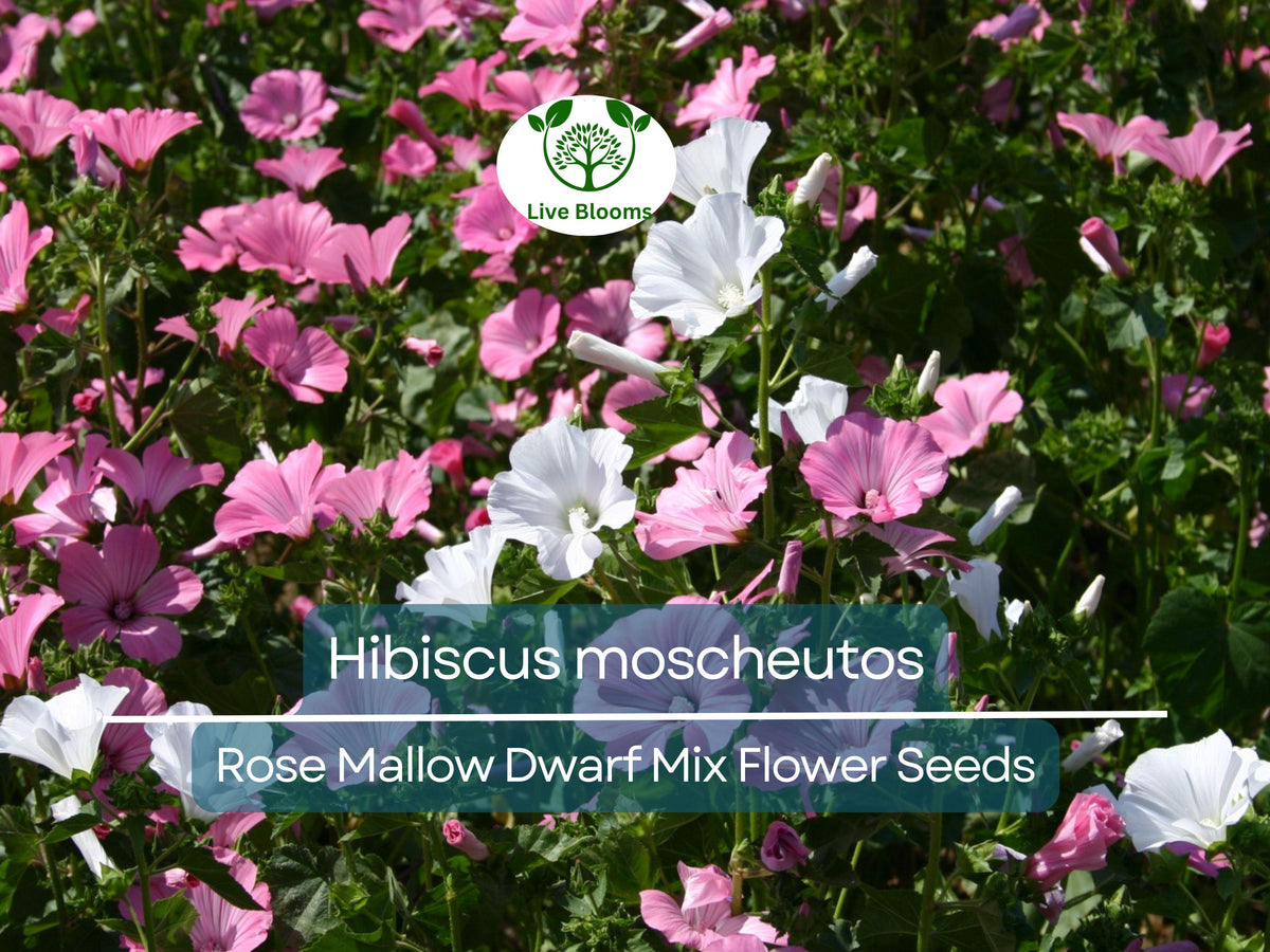 40 Seeds Rose Mallow Dwarf Mix – Hibiscus moscheutos Perennial Flower, Colorful, Compact, Pollinator Attracting, Water-Loving