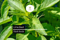 500 Lime Basil Seeds – Citrus-Scented Herb for Culinary & Garden Use – Ocimum basilicum