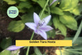 Golden Tiara Hosta Live Plants – 5 Bare Root Shade Perennials with Purple Summer Flowers – Hosta ‘Golden Tiara’