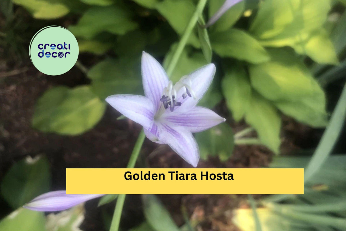Golden Tiara Hosta Live Plants – 5 Bare Root Shade Perennials with Purple Summer Flowers – Hosta ‘Golden Tiara’