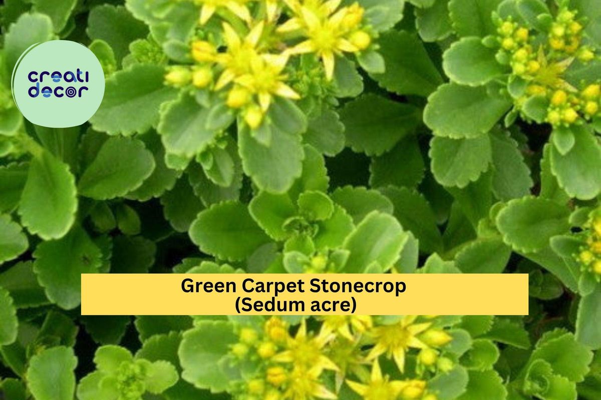 Green Carpet Stonecrop Sedum acre Live Plants – 10 Drought-Tolerant Ground Cover for Rock Gardens, Borders & Containers