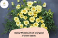 25+ Daisy Wheel Lemon Marigold Seeds | Tagetes tenuifolia | Compact Lemon-Yellow Annual Flower for Garden, Borders & Containers
