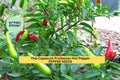 Large Hot Cherry Pepper Seeds – 3 Pack, Capsicum annuum, Spicy Red Cherry Peppers for Pickling, Cooking & Garden Growing