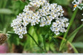 Western Yarrow Seeds, Achillea millefolium occidentalis, Drought-Tolerant Perennial, Native Wildflower, White Flowers, 500 Seeds
