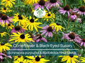 250 Seeds Echinacea purpurea & Rudbeckia hirta Wildflower Mix – Native Pollinator Perennials for Bees & Butterflies