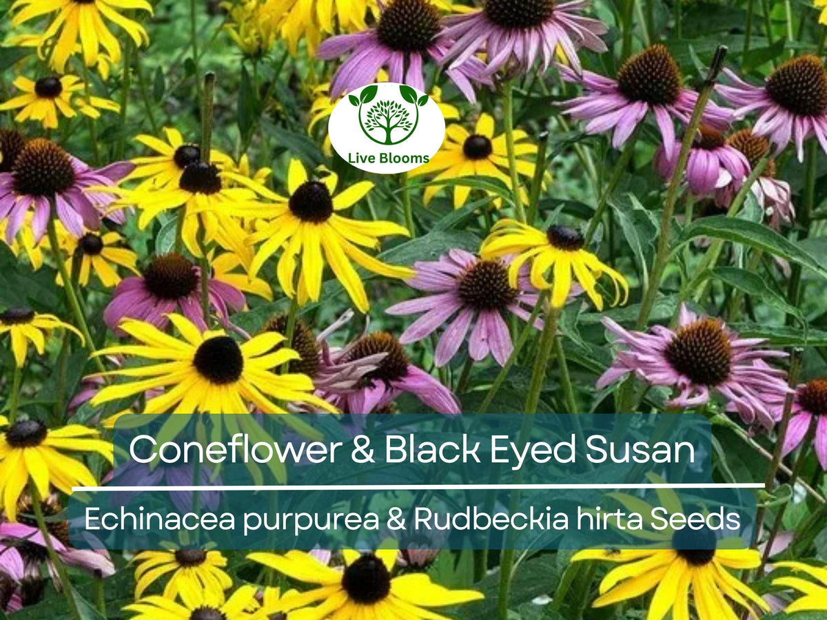 250 Seeds Echinacea purpurea & Rudbeckia hirta Wildflower Mix – Native Pollinator Perennials for Bees & Butterflies
