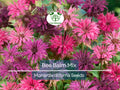 50 Seeds Bee Balm Monarda Didyma Mixed Colors Pollinator-Friendly Perennial Garden Plant