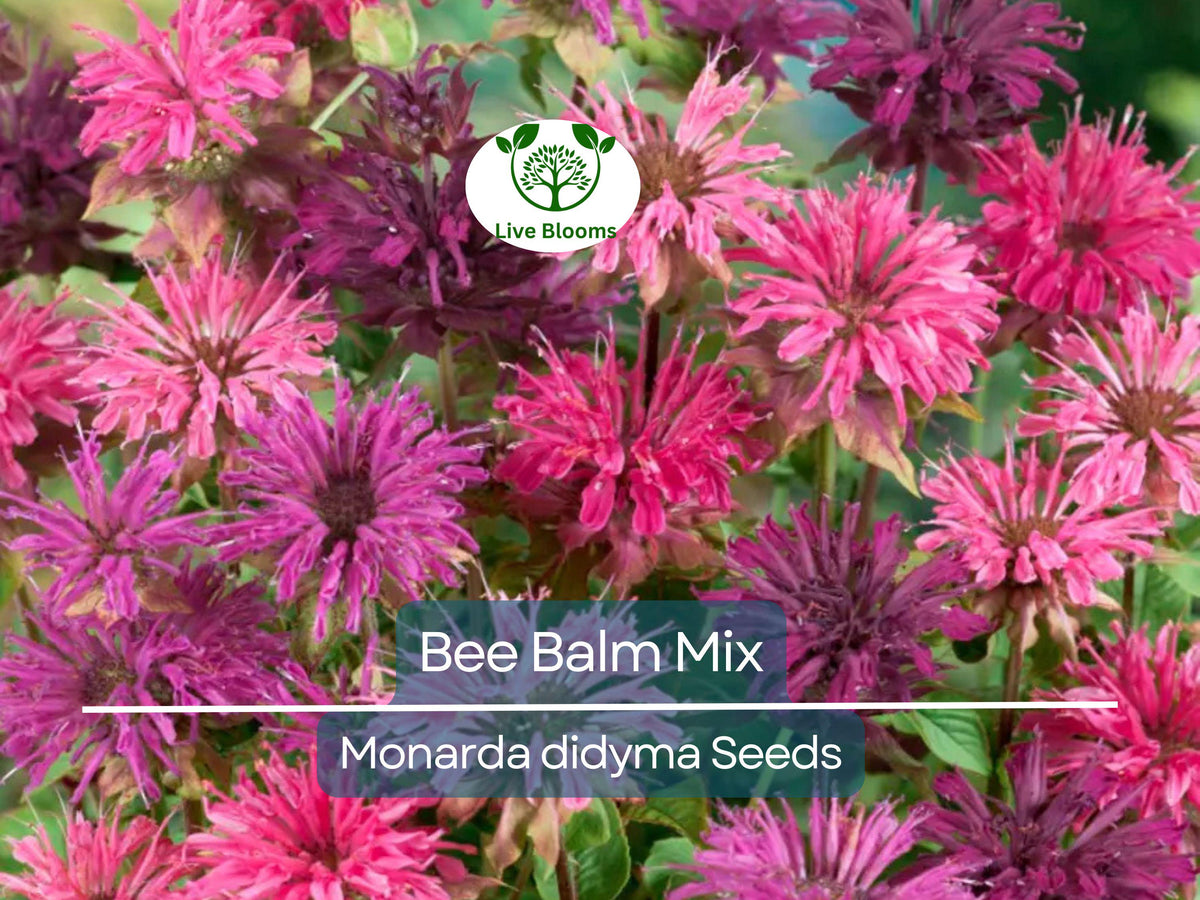 50 Seeds Bee Balm Monarda Didyma Mixed Colors Pollinator-Friendly Perennial Garden Plant