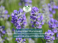 Lavender Seeds ‘Munstead’ – Lavandula angustifolia – Fragrant Perennial Herb for Drying, Containers, Pollinators