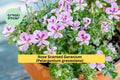 Rose Scented Geranium Cuttings Set of 6 – Pelargonium graveolens Fragrant Herb for Garden & Indoor Pots