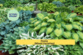 Hosta Mix Bare Root Plants – 20 Pack Perennial Shade Garden Foliage Varieties – Hosta spp.