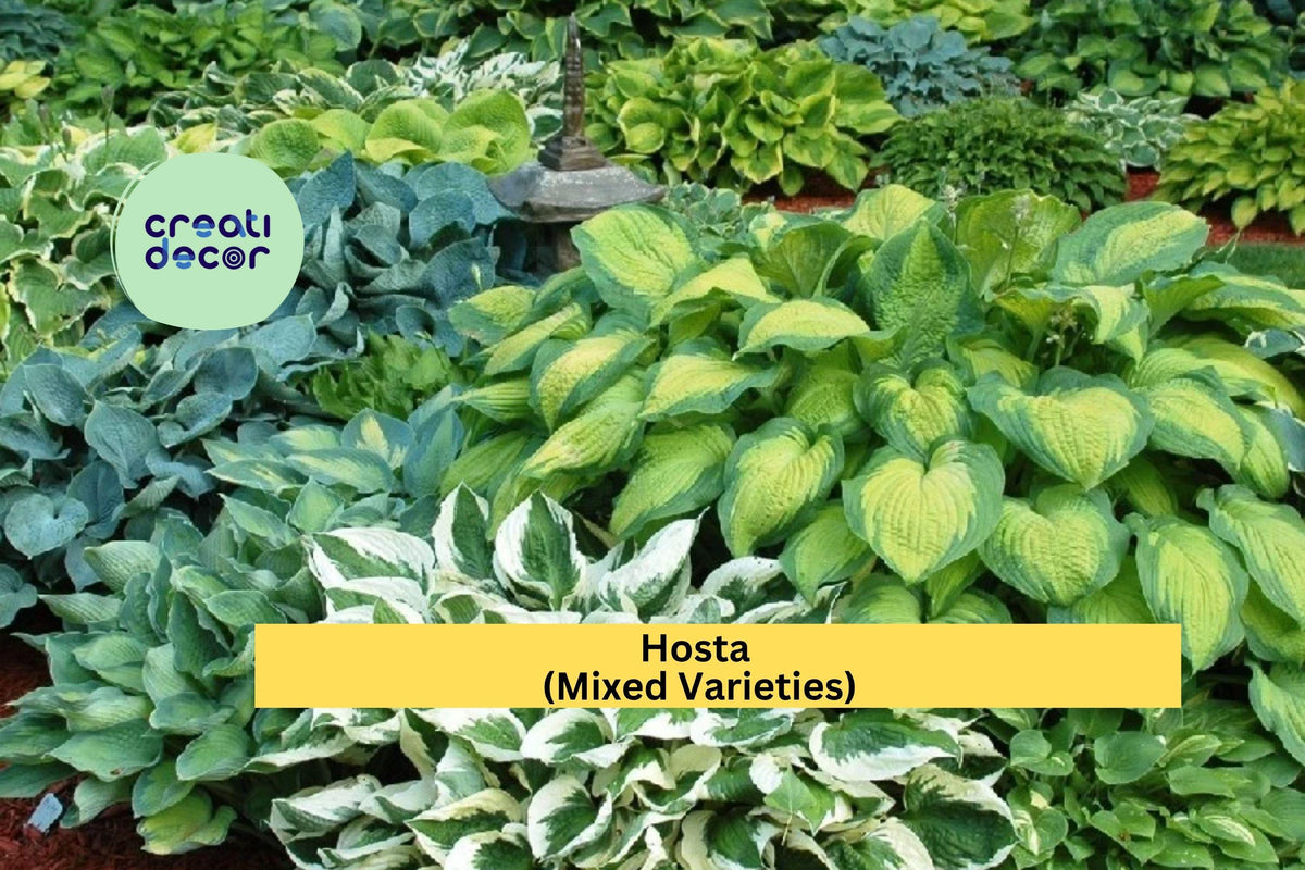 Hosta Mix Bare Root Plants – 20 Pack Perennial Shade Garden Foliage Varieties – Hosta spp.