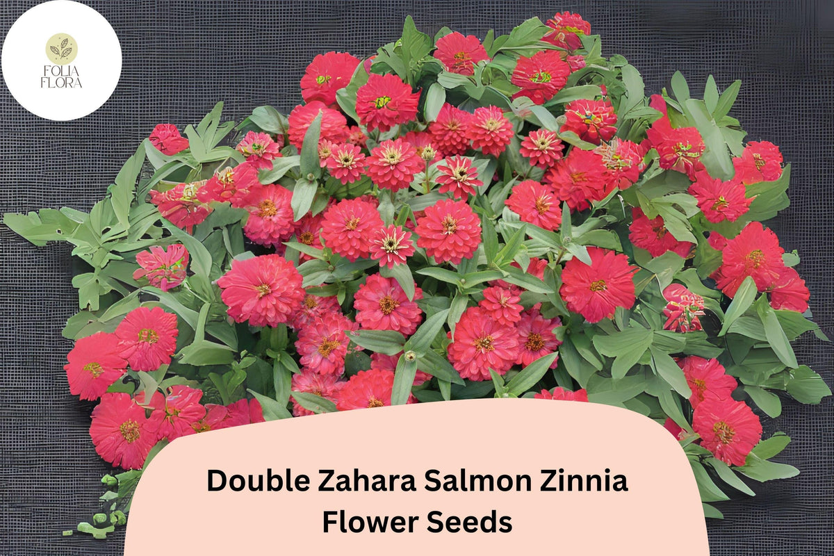 100+ Double Zahara Salmon Zinnia Seeds – Coral-Pink Double Blooms, Compact Annual, Zinnia marylandica for Summer Gardens