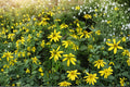 Cutleaf Coneflower Seeds – Rudbeckia laciniata var. ampla, Native Perennial, Bright Yellow Flowers, Moist Soil, 50 Seeds