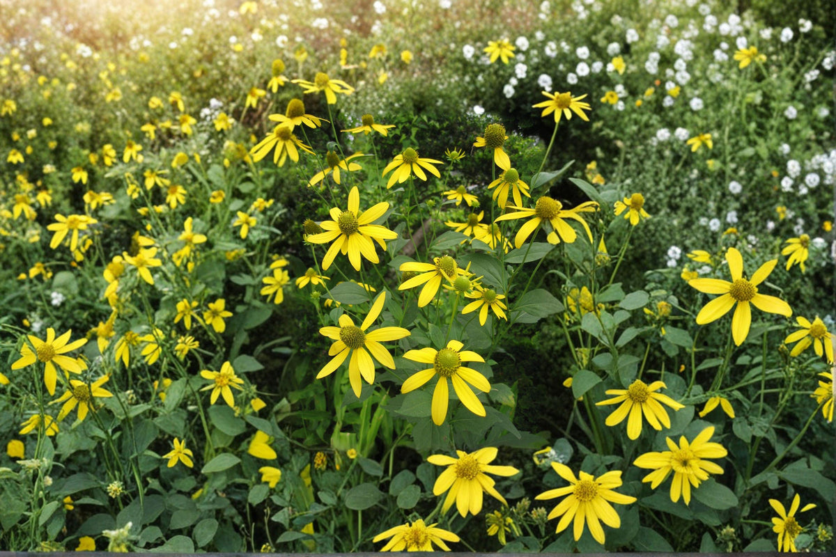 Cutleaf Coneflower Seeds – Rudbeckia laciniata var. ampla, Native Perennial, Bright Yellow Flowers, Moist Soil, 50 Seeds