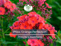 Phlox Bare Root Plant – ‘Orange Perfection’ – Summer Blooming Perennial with Bright Orange-Pink Flowers – Attracts Pollinators – Phlox paniculata