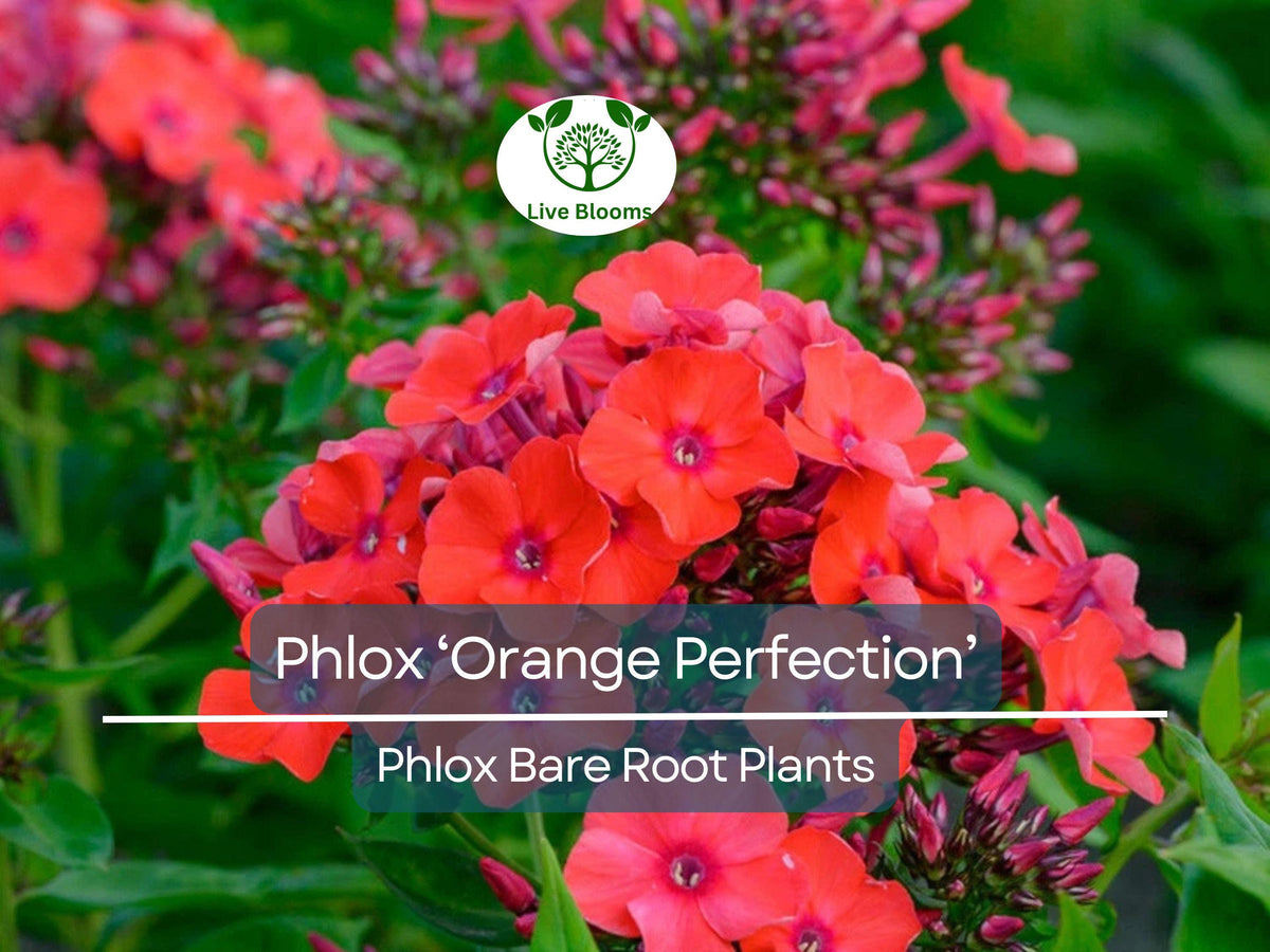 Phlox Bare Root Plant – ‘Orange Perfection’ – Summer Blooming Perennial with Bright Orange-Pink Flowers – Attracts Pollinators – Phlox paniculata