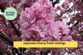 Japanese Cherry Cuttings – 10 Prunus serrulata Unrooted Stems for Rooting, Bonsai & Ornamental Tree Starter