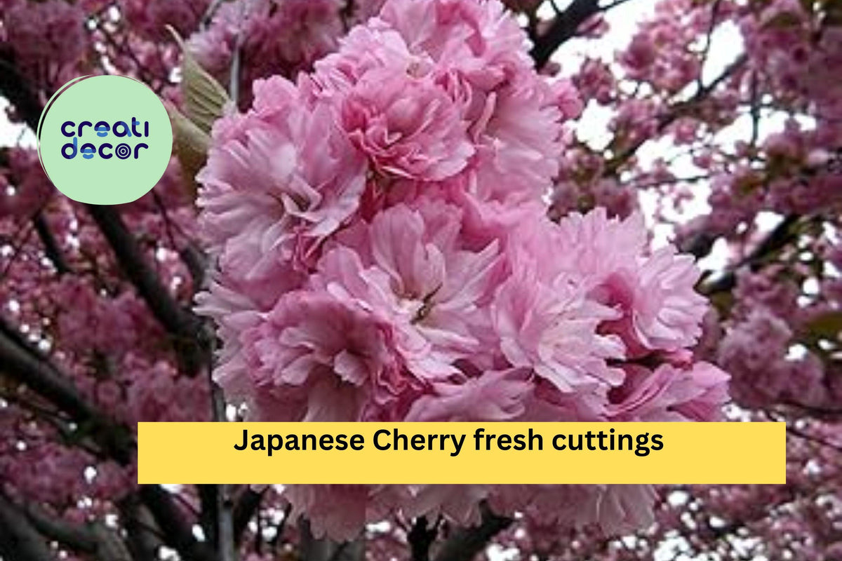 Japanese Cherry Cuttings – 10 Prunus serrulata Unrooted Stems for Rooting, Bonsai & Ornamental Tree Starter