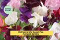 50+ Old Spice Mix Sweet Pea Seeds – Heirloom Fragrant Blooms in Mixed Colors for Garden Planting, Climbing Vines for Trellises – USA