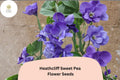 Heathcliff Sweet Pea Seeds | Purple Climbing Vine for Gardens & Cut Flowers | Lathyrus odoratus (50+ Seeds)