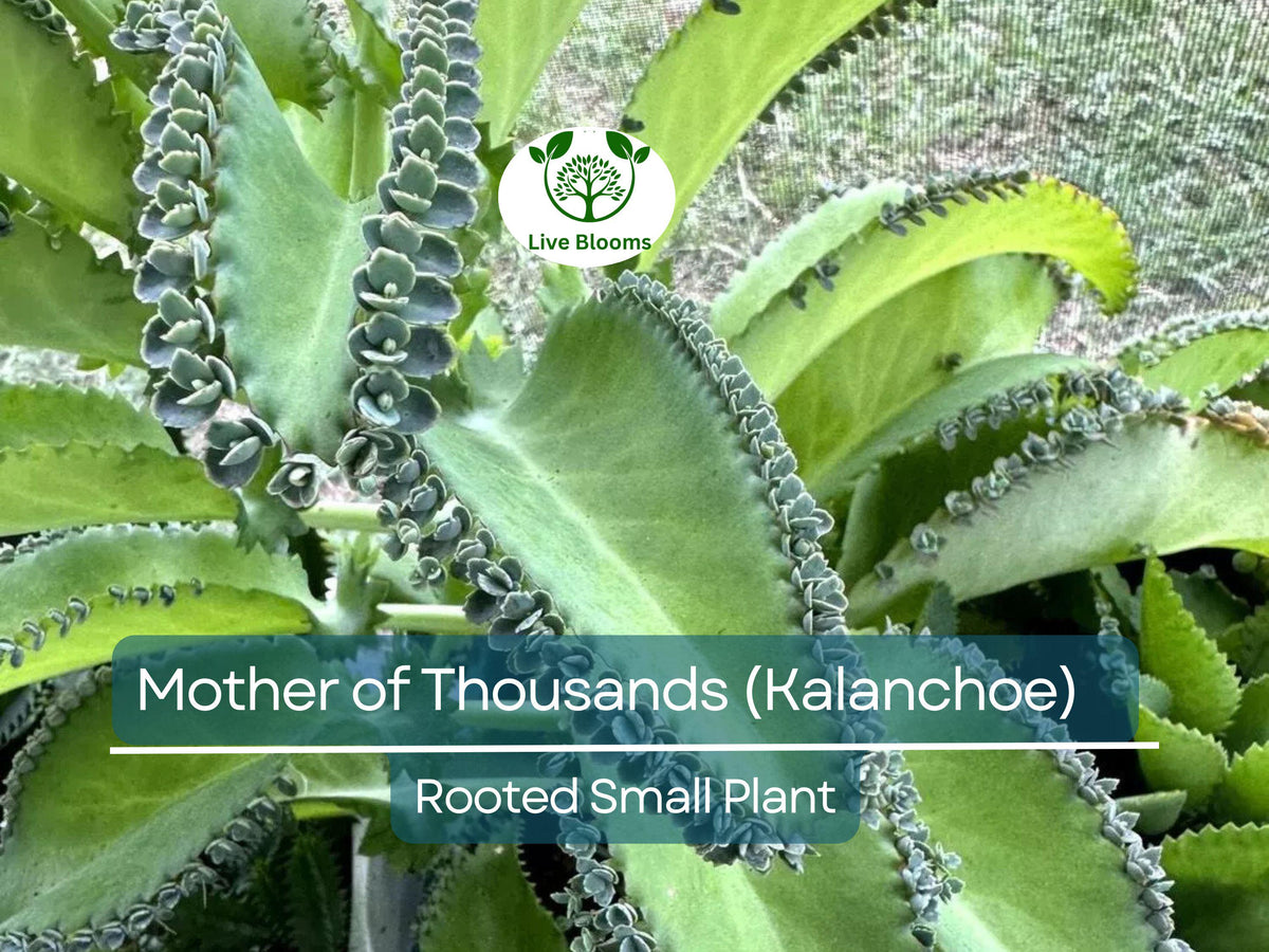 Mother of Thousands Plant | Small Rooted Succulent | Kalanchoe daigremontiana | Easy Care Indoor Plant