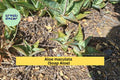 Live Aloe maculata Succulents – 2 Rooted Spotted Leaf Plants, Drought-Tolerant, Hardy Cactus for Garden or Pots