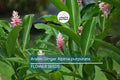 Arabic Ginger Rhizomes - Alpinia purpurata Tropical Flower Plant, Red Ginger, Fast-Grow, Zones 7-10, Part Shade, 3-4 oz Rhizomes