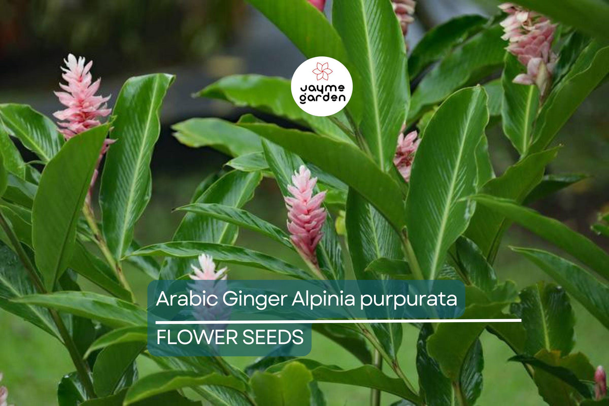 Arabic Ginger Rhizomes - Alpinia purpurata Tropical Flower Plant, Red Ginger, Fast-Grow, Zones 7-10, Part Shade, 3-4 oz Rhizomes