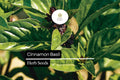 1200 Seeds Cinnamon Basil Herb Seeds, Ocimum basilicum, Aromatic Spicy-Sweet Flavor, Pollinator-Friendly