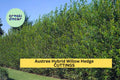 25 Austree Hybrid Willow Cuttings – Fast-Growing Privacy Hedge Trees for Windbreaks & Noise Barriers – Salix matsudana x alba