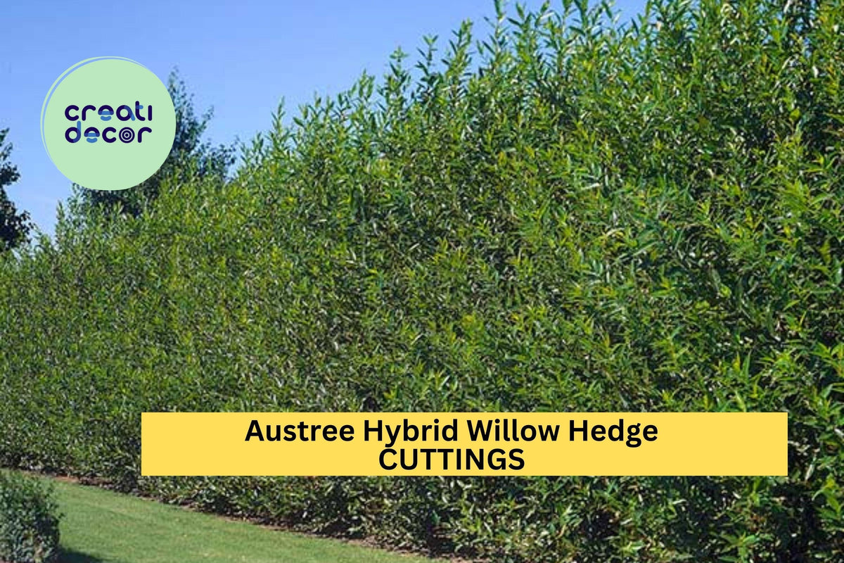 25 Austree Hybrid Willow Cuttings – Fast-Growing Privacy Hedge Trees for Windbreaks & Noise Barriers – Salix matsudana x alba