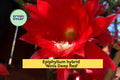 Epiphyllum Hybrid Ninis Deep Red Flowering Cactus Starter Plant - Orchid Cactus with Large Red Blooms