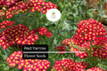 1000 Seeds Red Yarrow – Achillea millefolium, Hardy Perennial Wildflower