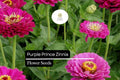 Purple Prince Zinnia Seed Pack – Deep Purple Blooms, Heat-Tolerant, Pollinator-Friendly, Zinnia elegans