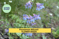 3pcs Penstemon wilcoxii Seeds – Native Pollinator Attracting Blue-Violet Flowers for Rock Gardens & Dry Soils