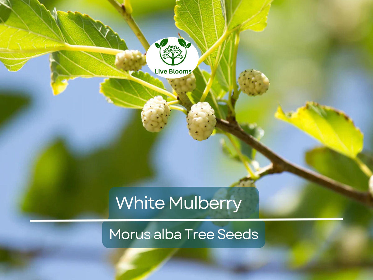 White Mulberry Tree Seeds, Morus alba, Edible Fruit, Fast Growing, Non-GMO, Garden Plant, 50 Seeds